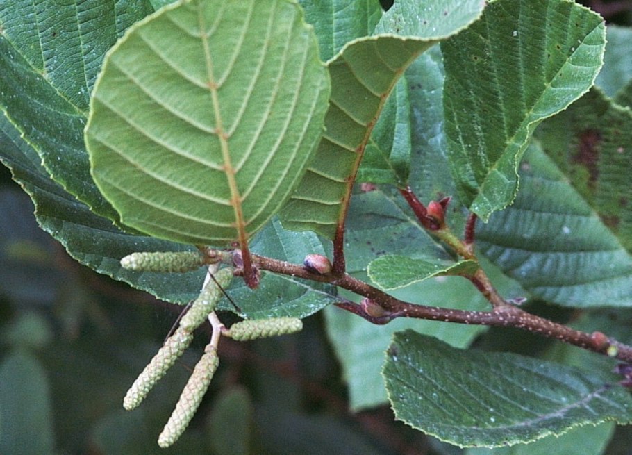 Alnus japonica