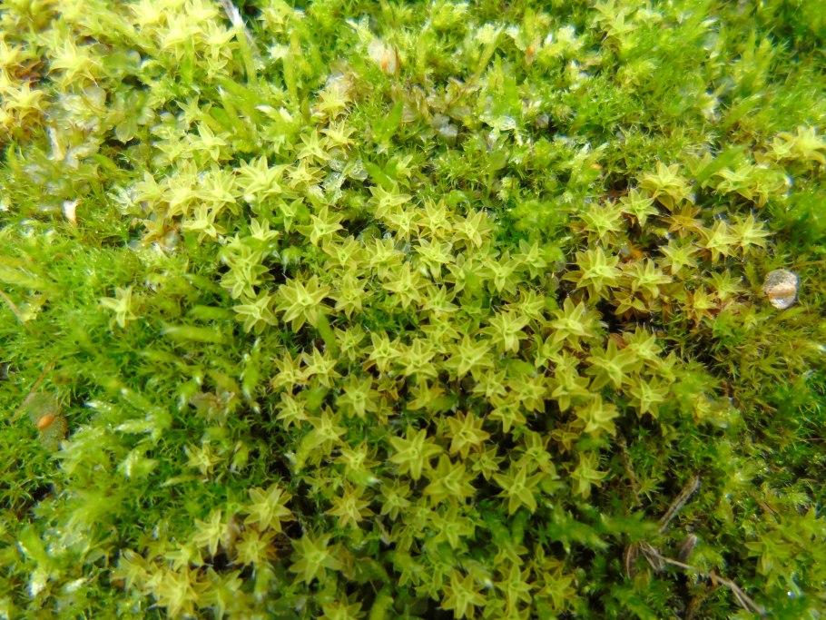 Цикл размножения мха Кукушкин лён