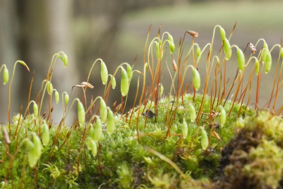 Мох который растет на асфальте