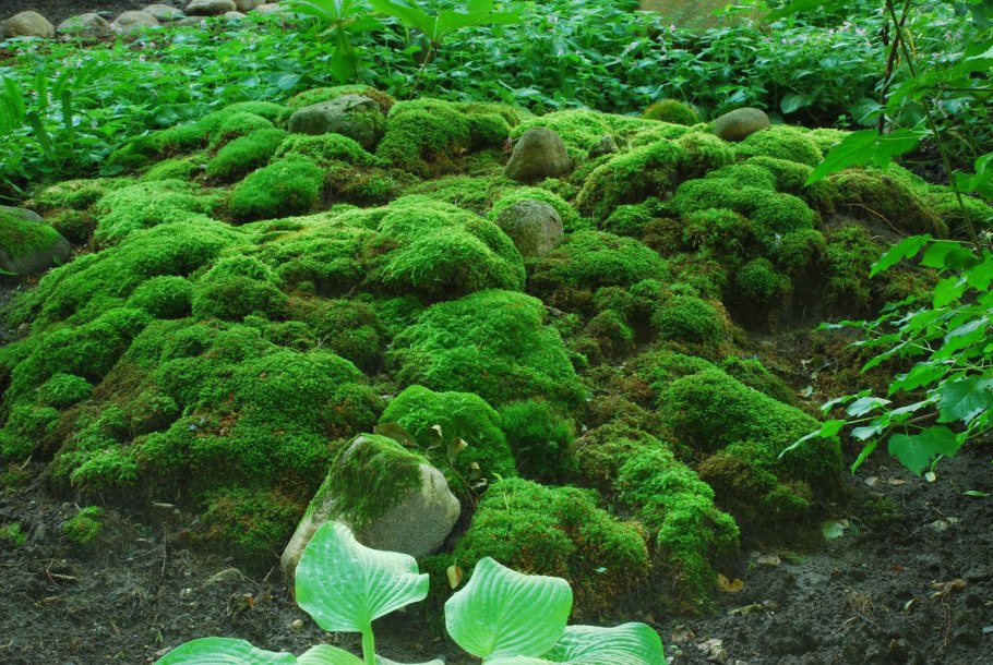 Самые интересные мхи