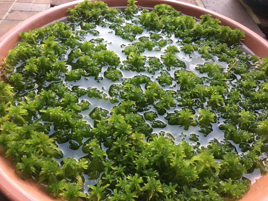 Антоцерос мох