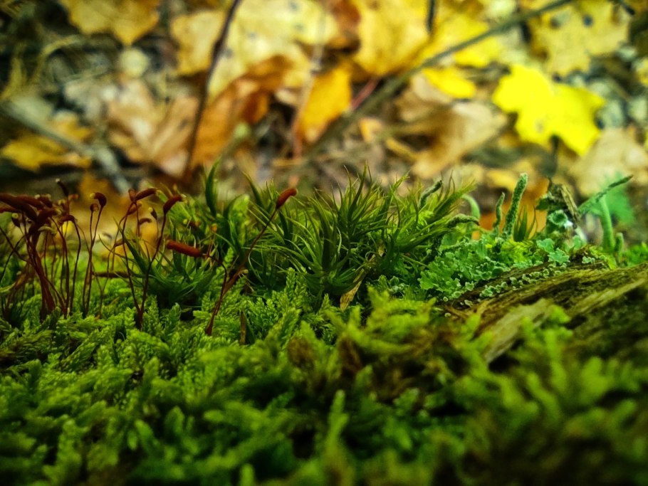 Мох сфагнум Лесной мох