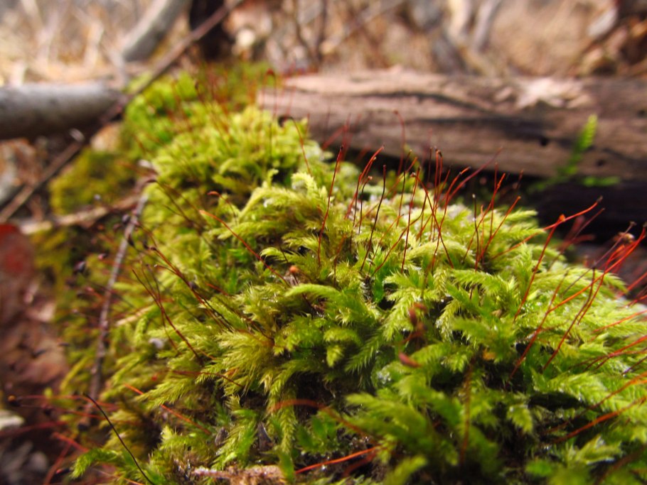 Terrarium Moss террариумный мох