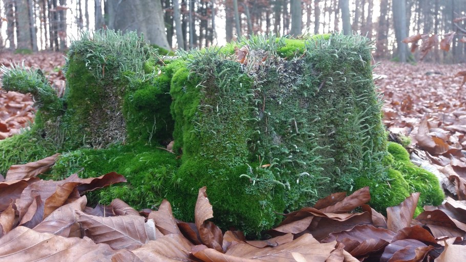 Моха и Коха