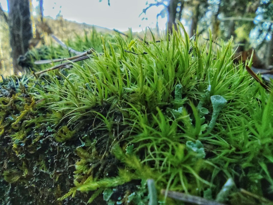 Мох Луговой