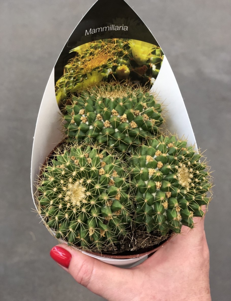 Маммиллярия Винтера