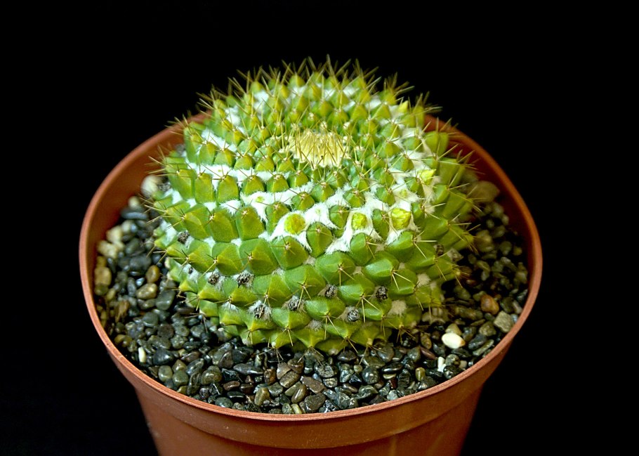 Кактус Маммиллярия Марксиана