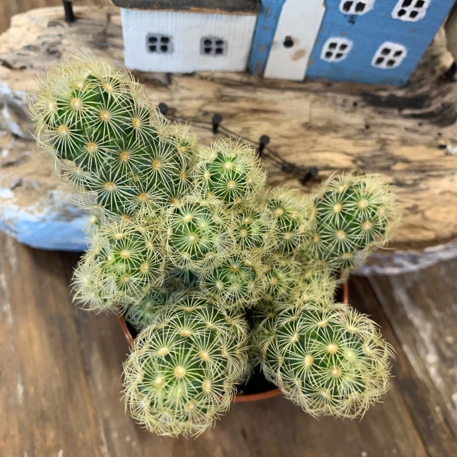 Маммиллярия марксмана