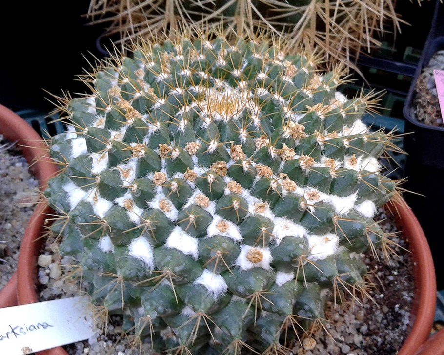 Кактус Mammillaria marksiana