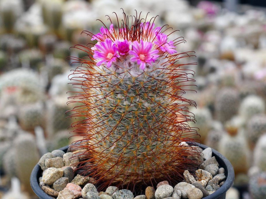 Маммиллярия пролифера Mammillaria prolifera