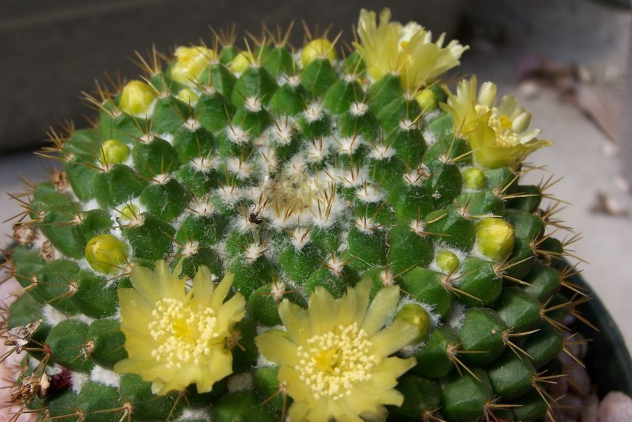 Маммиллярия побегоносная