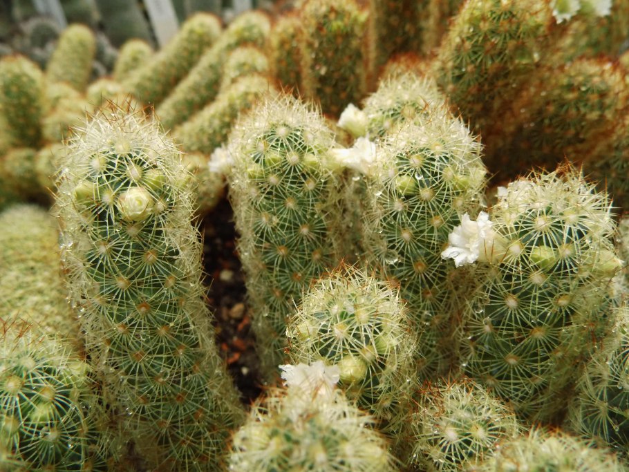 Носки doiy Cactus Mammillaria