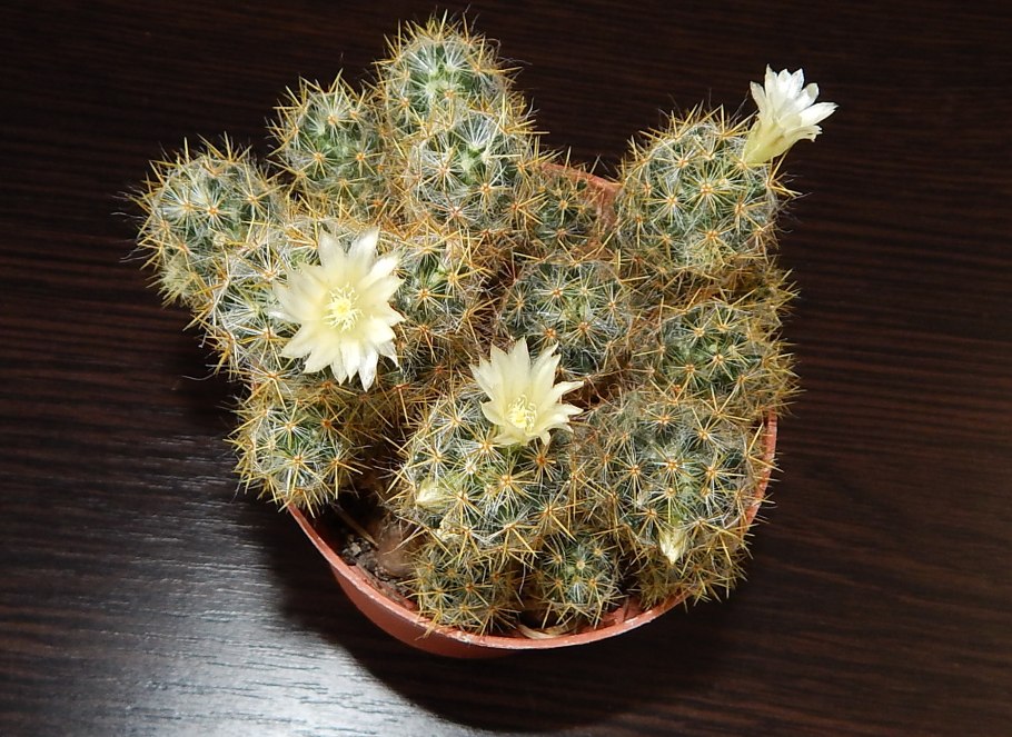 Маммиллярия Вудса Mammillaria woodsii