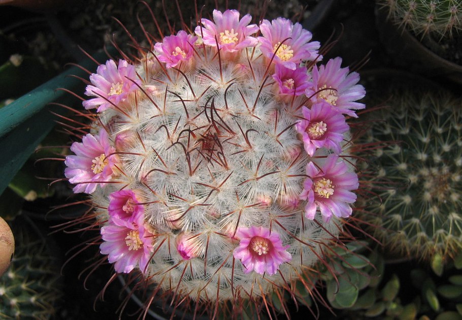 Маммиллярия хернандези Mammillaria hernandezii