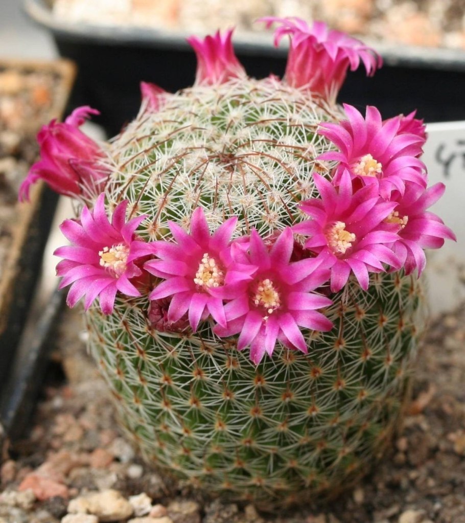 Mammillaria klissingiana Кактус