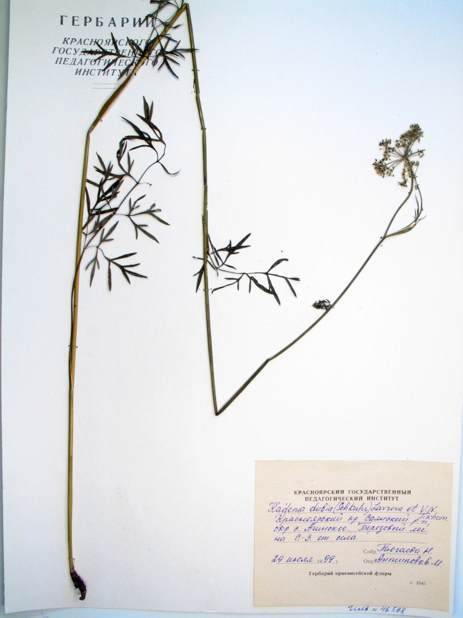 Cnidium cnidiifolium
