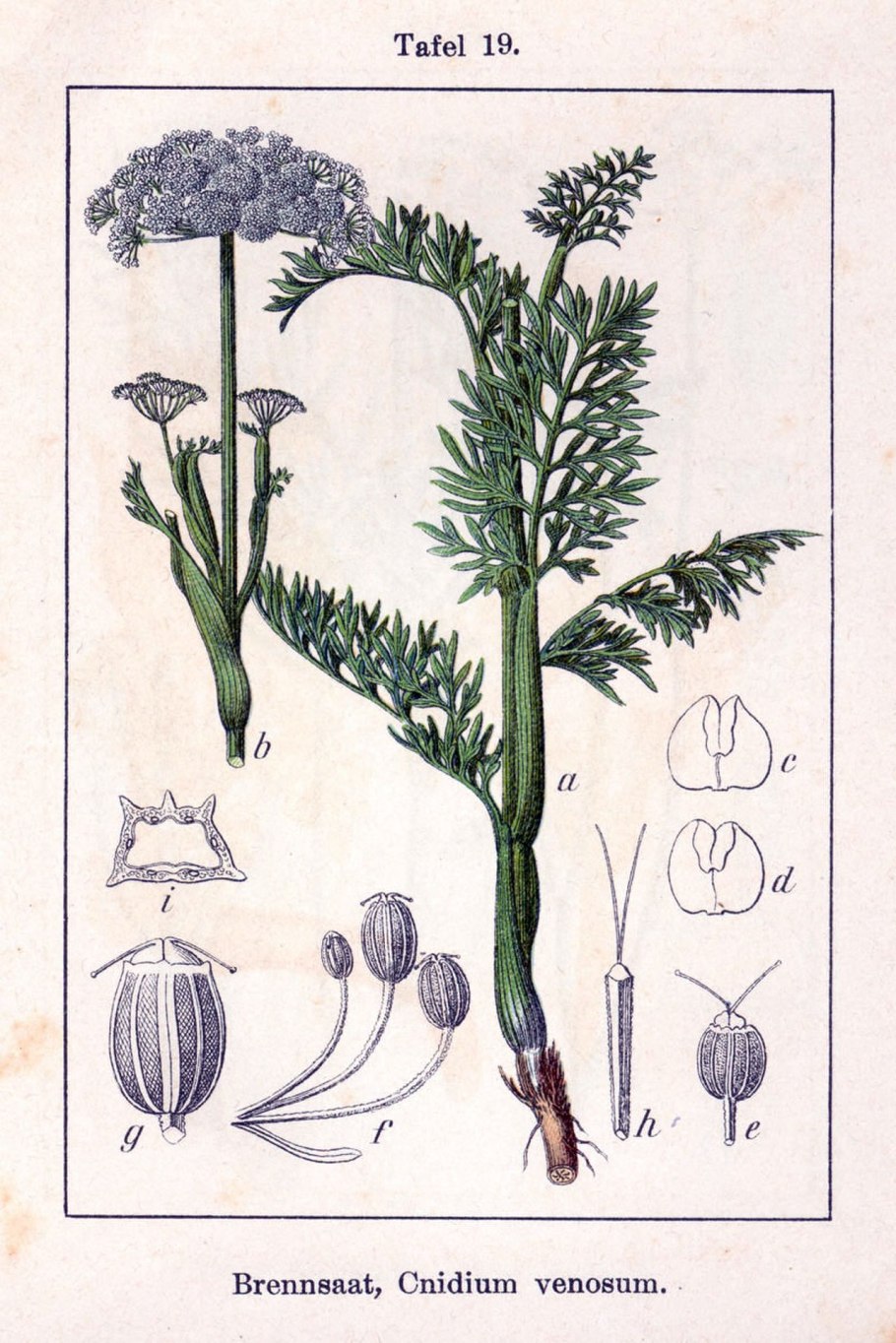 Cnidium dubium