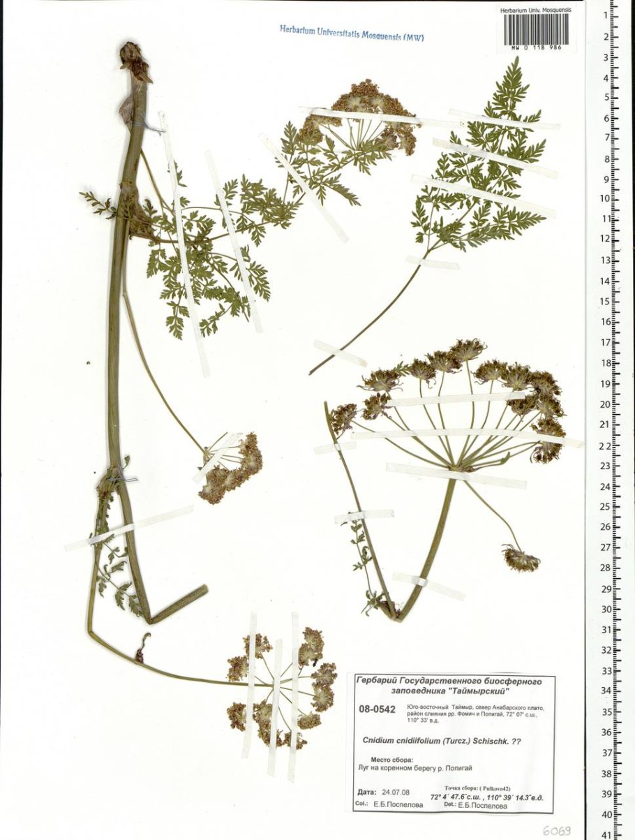 Angelica Sylvestris рисунок