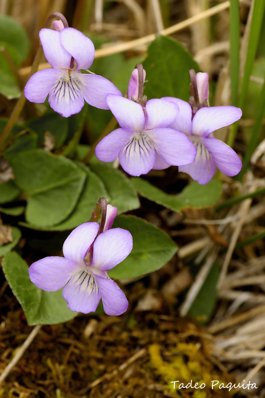 Фиалка Рейхенбах...