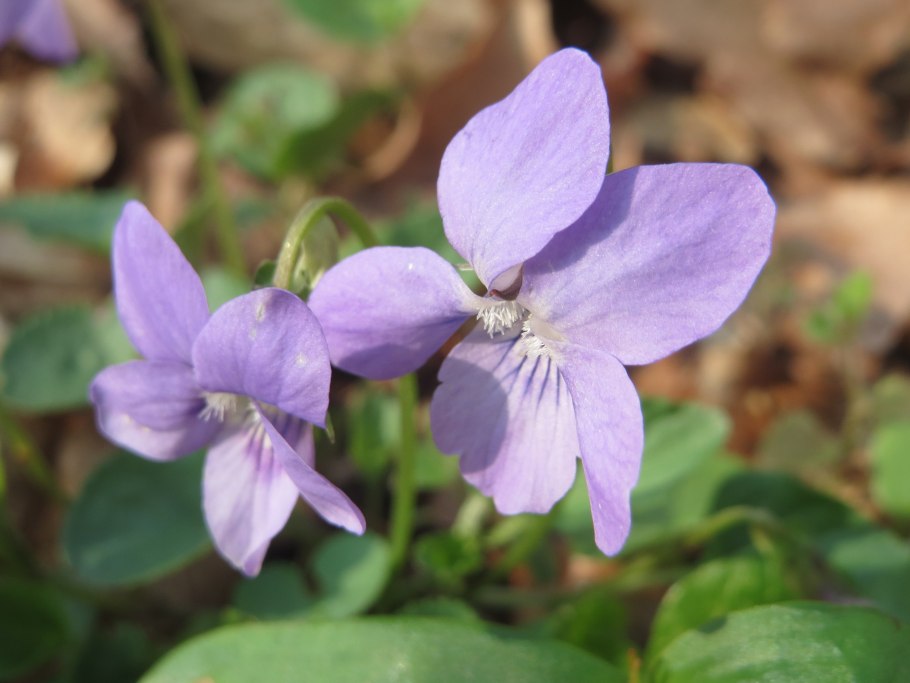 Viola reichenbachiana
