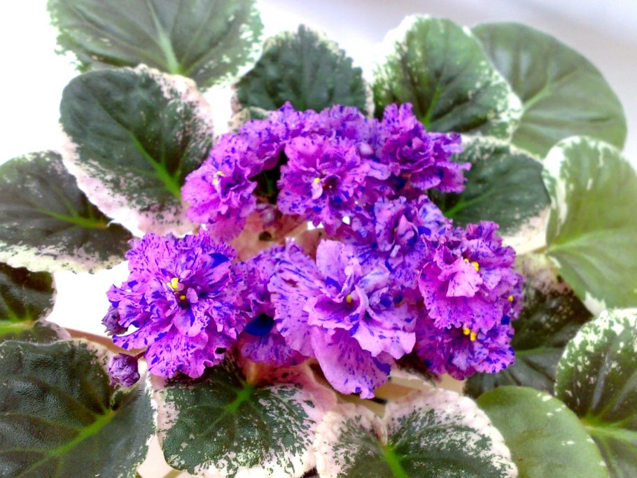 Фиалка РС лучик