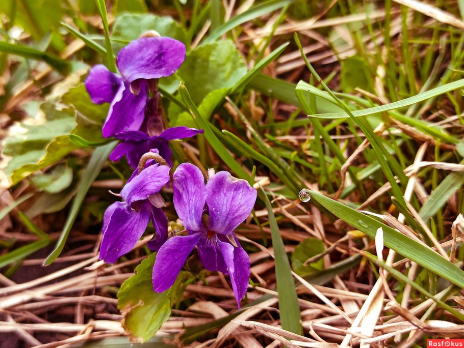 Лесная фиалка Рейхенбаха