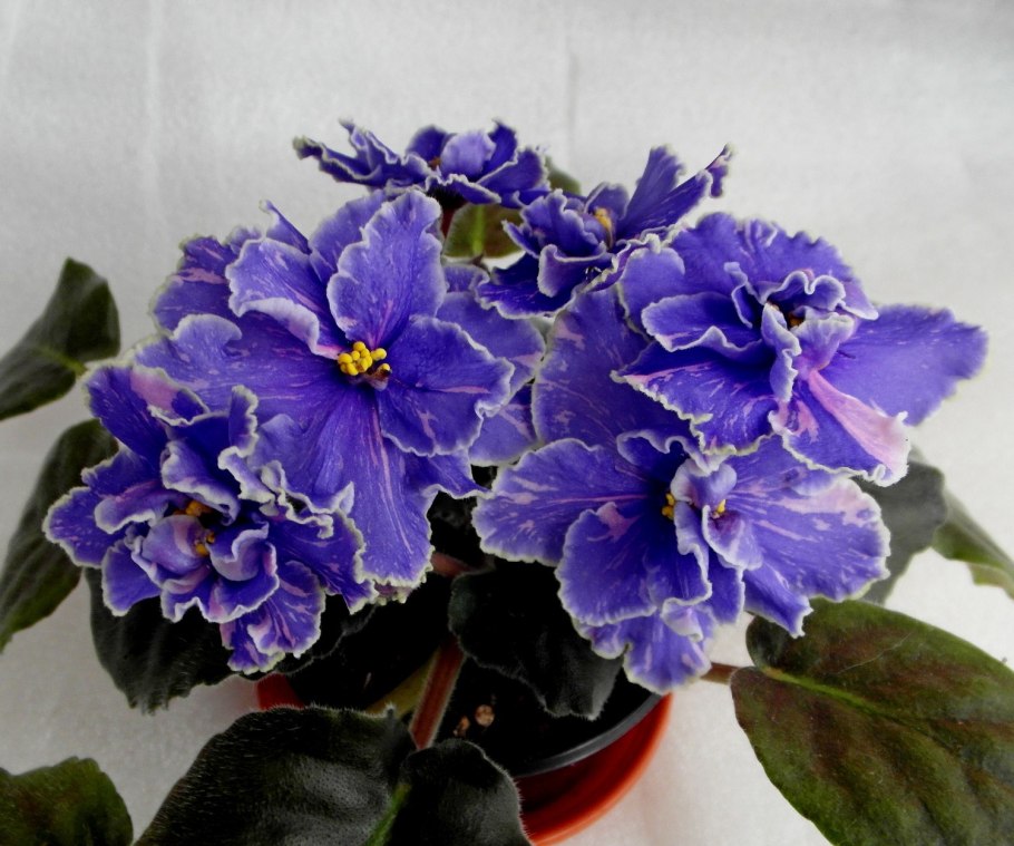 Фиалка римские каникулы