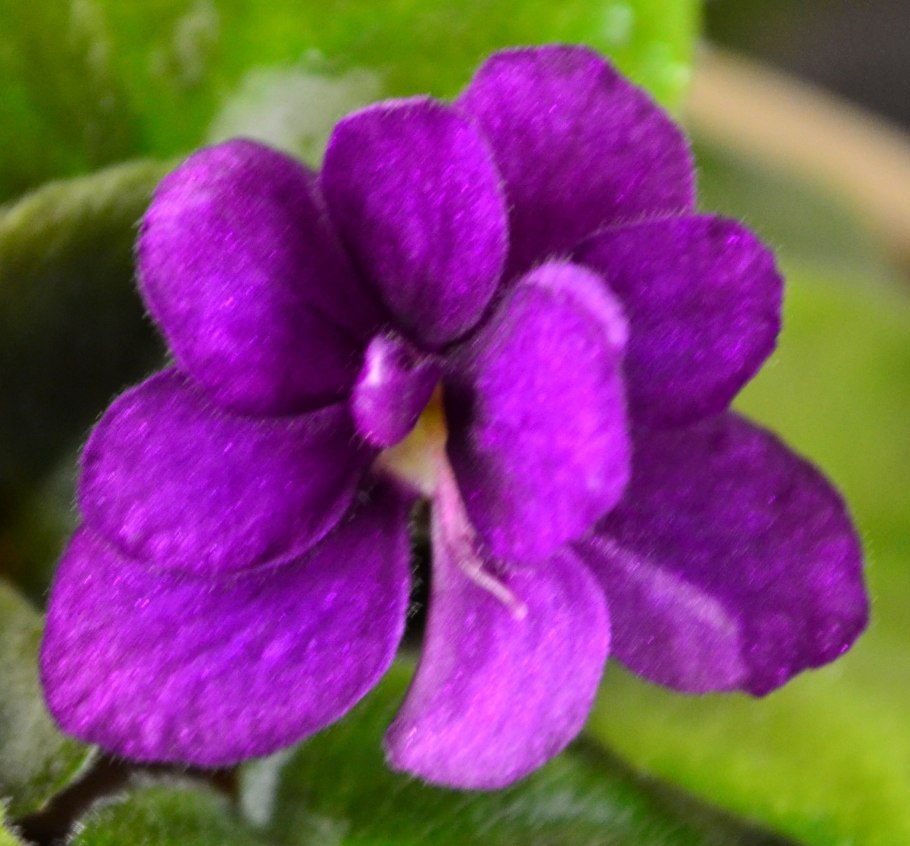 Фиалка душистая РЕН де Бланш