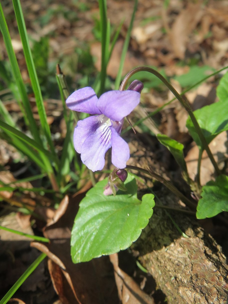Лесная фиалка Рейхенбаха
