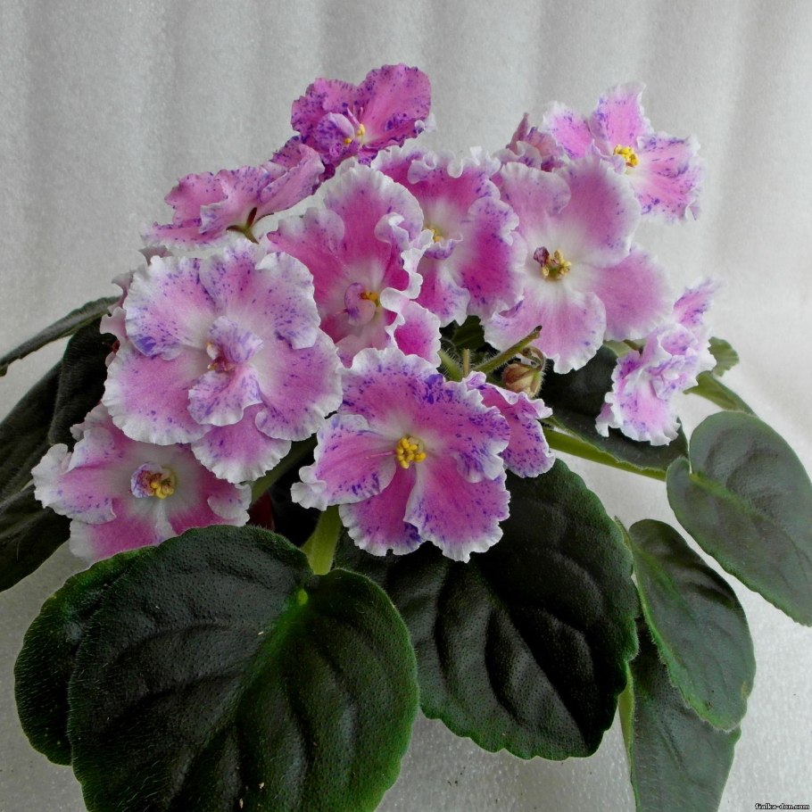 Фиалка Optimara Hiroshige