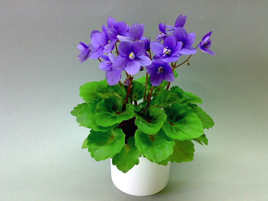 Фиалка Персиан принц