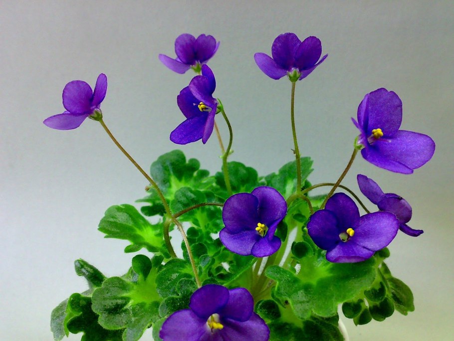 Фиалка painted Silk