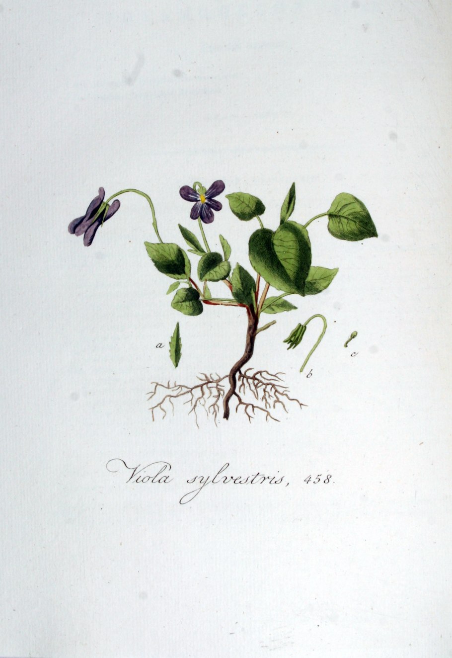 Ботаническая иллюстрация из книги Яна Копса