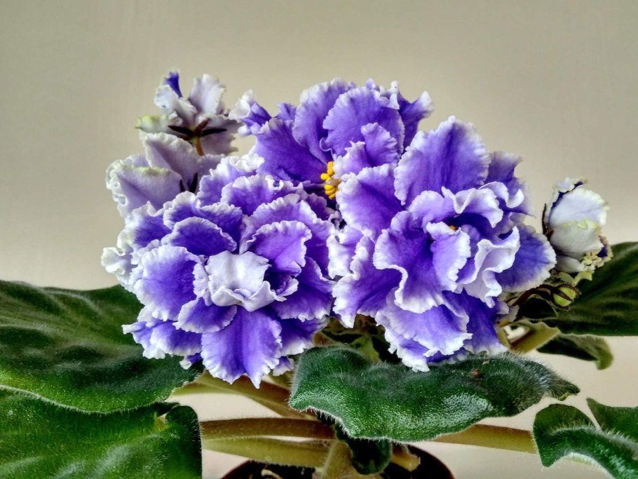 Фиалка Blackie Bryant