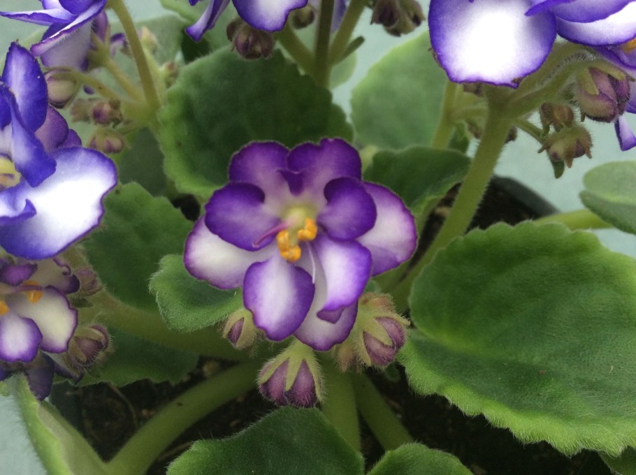 Фиалка Оса Завирюха Химера