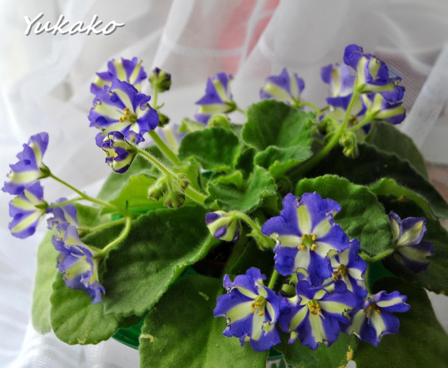 Фиалка Ле Коко Шанель