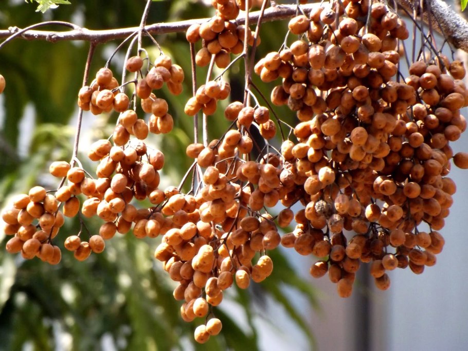 Мелия японская