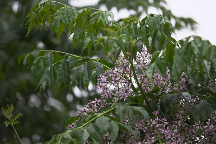 Мелия ацедарах цветки