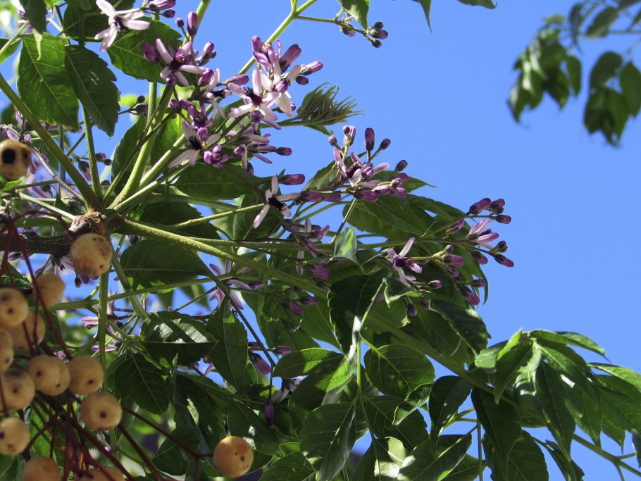 Листья Мелия ацедарах