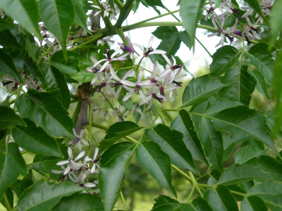 Мелия азедарах