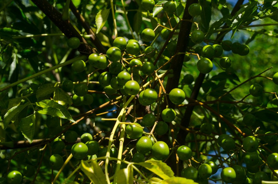 Мелия растение