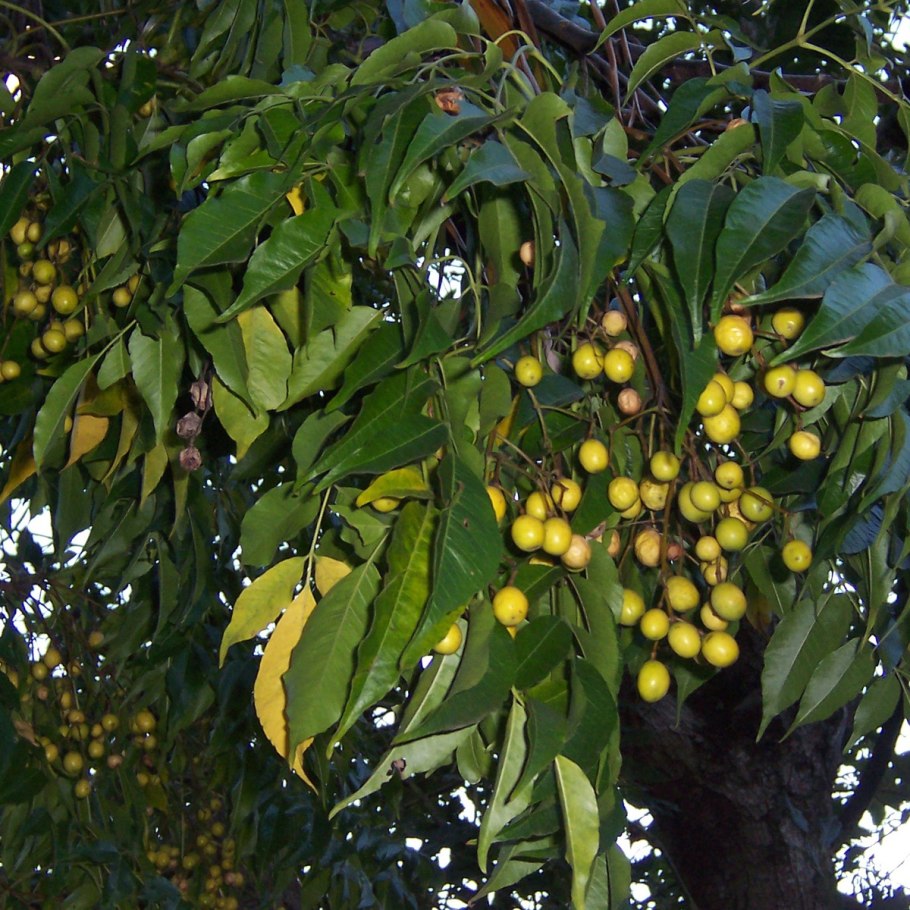 Мелия как цветет