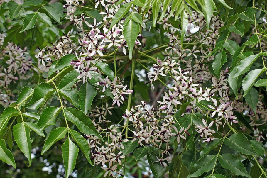 Мелия Персидская