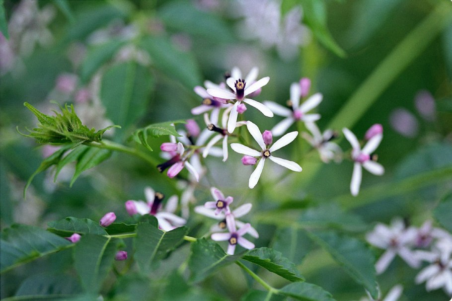 Мелия ацедарах