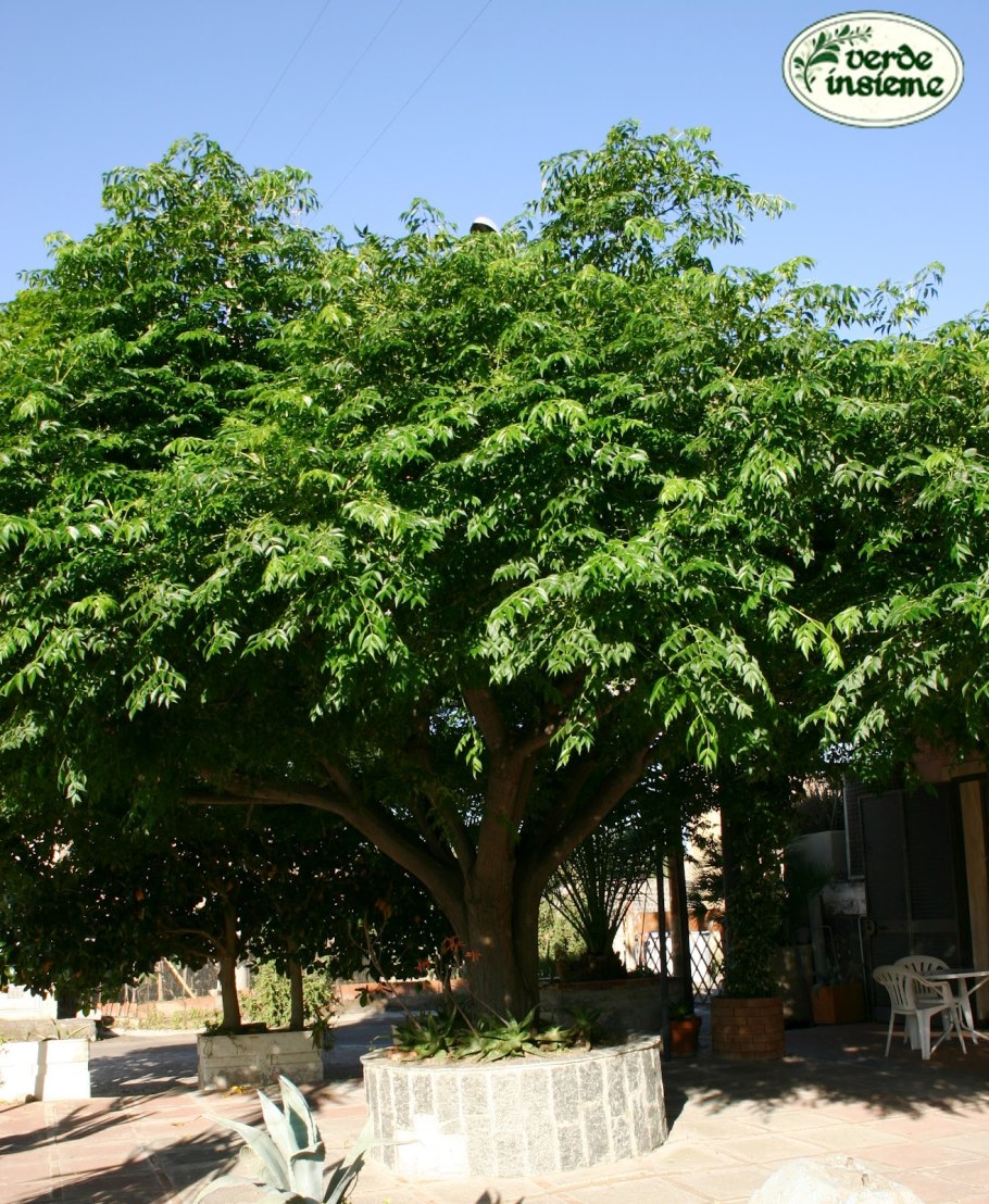 Тамариндос Испания