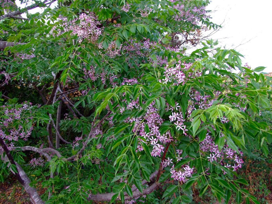 Мелия азедарах семена