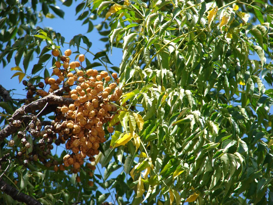 Мелия ацедарах