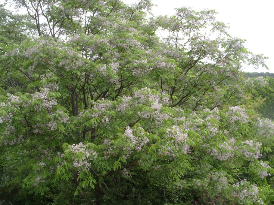 Мелия азедарах в Японии