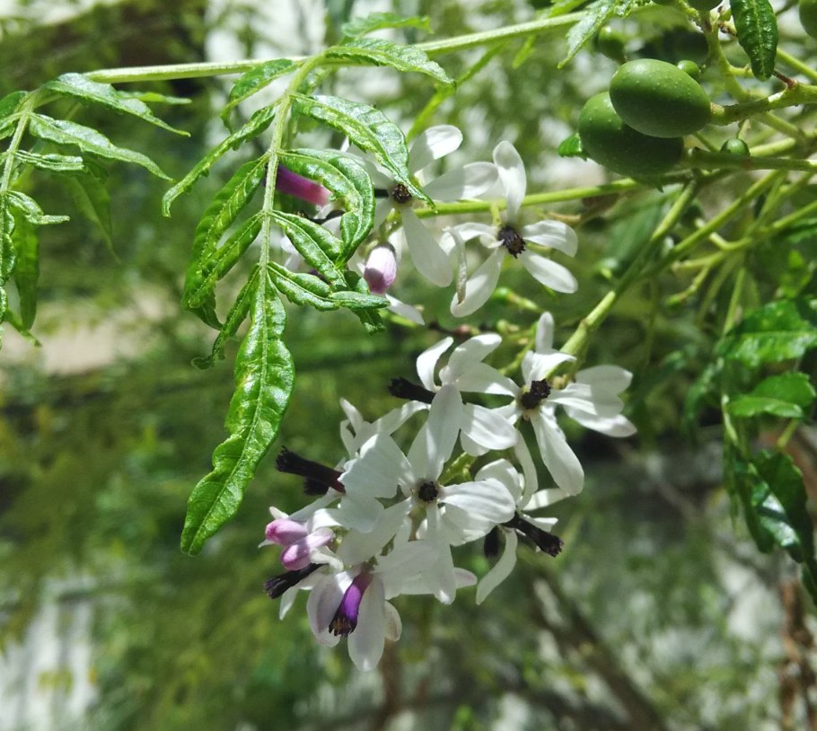 Мелия азедарах дерево