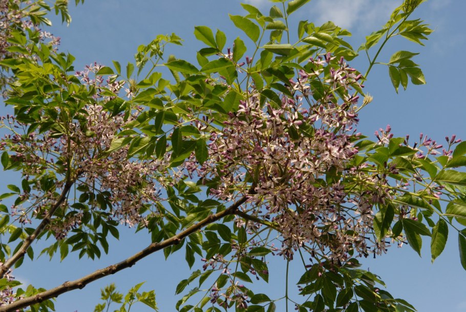 Мелия гималайская дерево